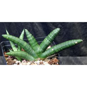 Sansevieria cv Boncel one-gallon pots